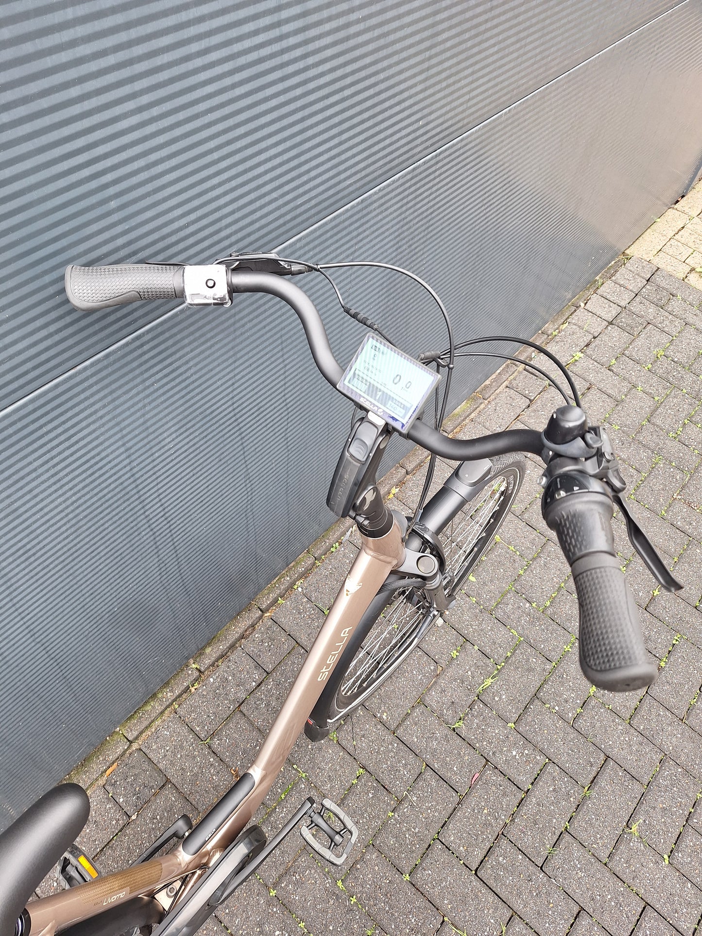 Stella Livorno Gold FDST