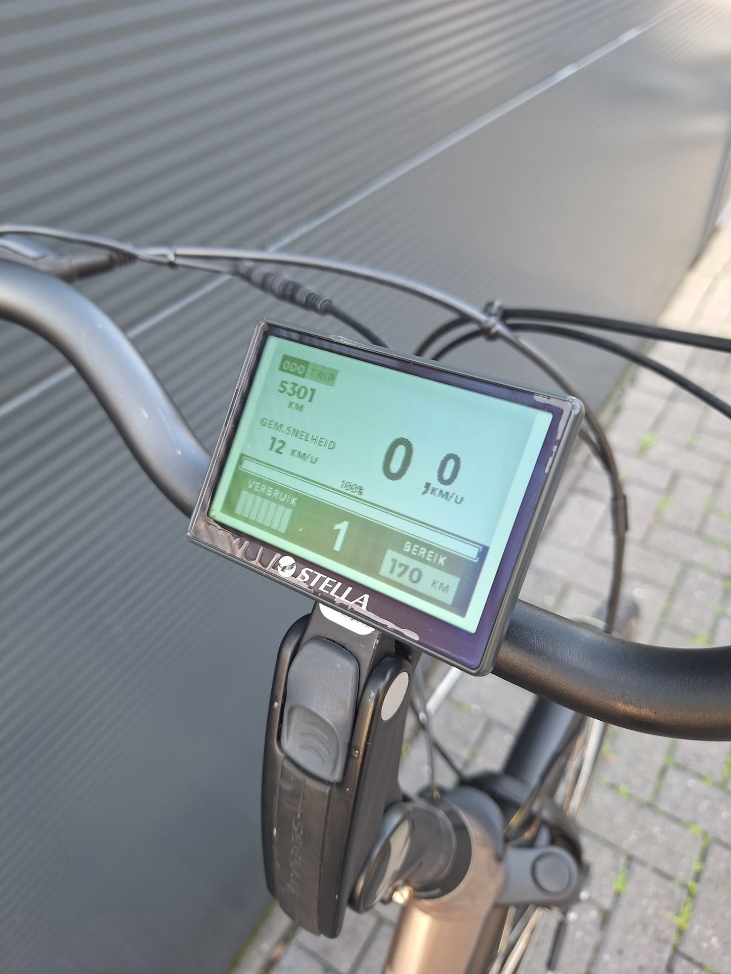 Stella Livorno Gold FDST (57)