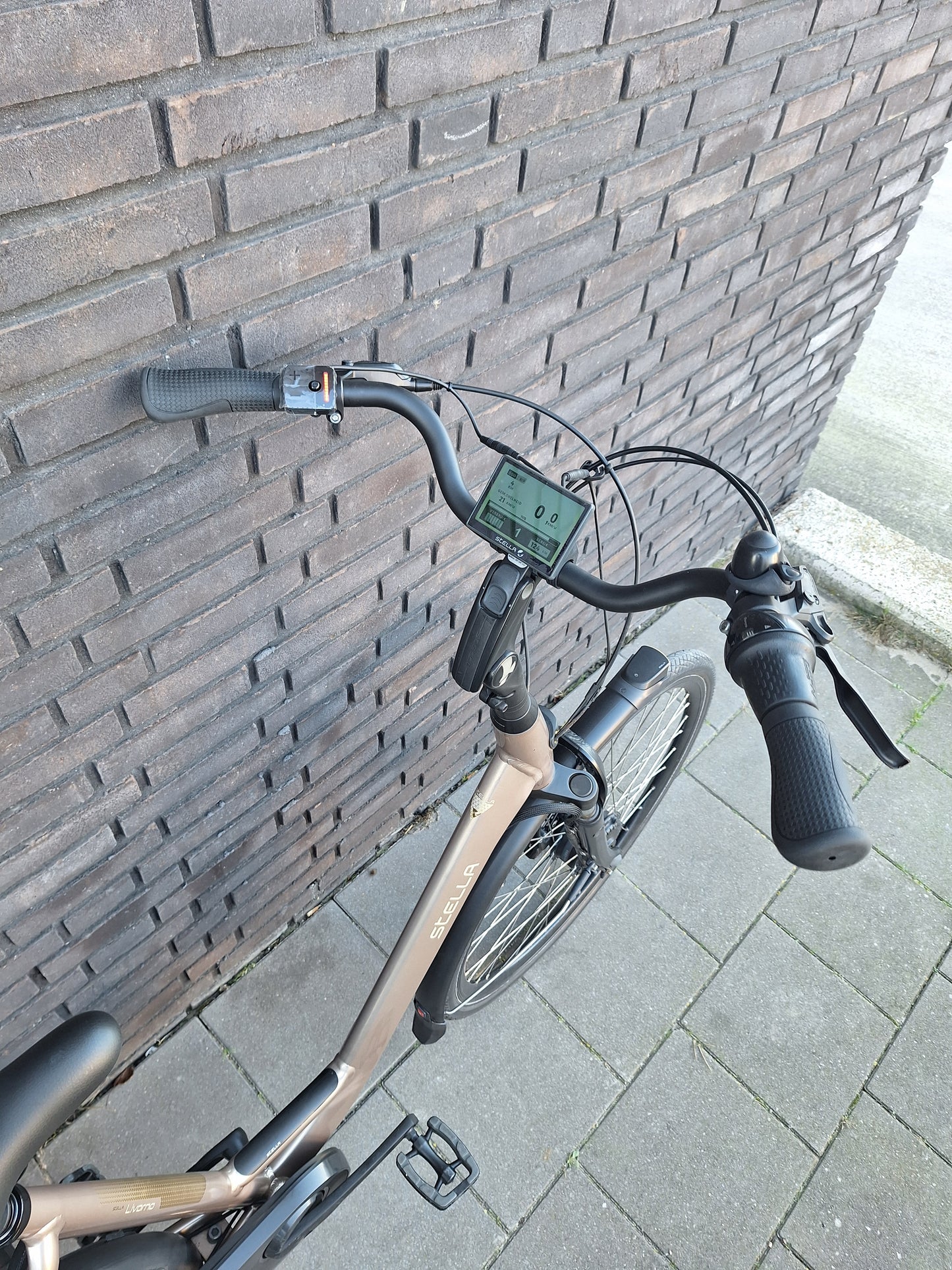 Stella Livorno Gold FDST (57)