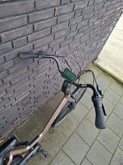 Stella Livorno Gold FDST (53)