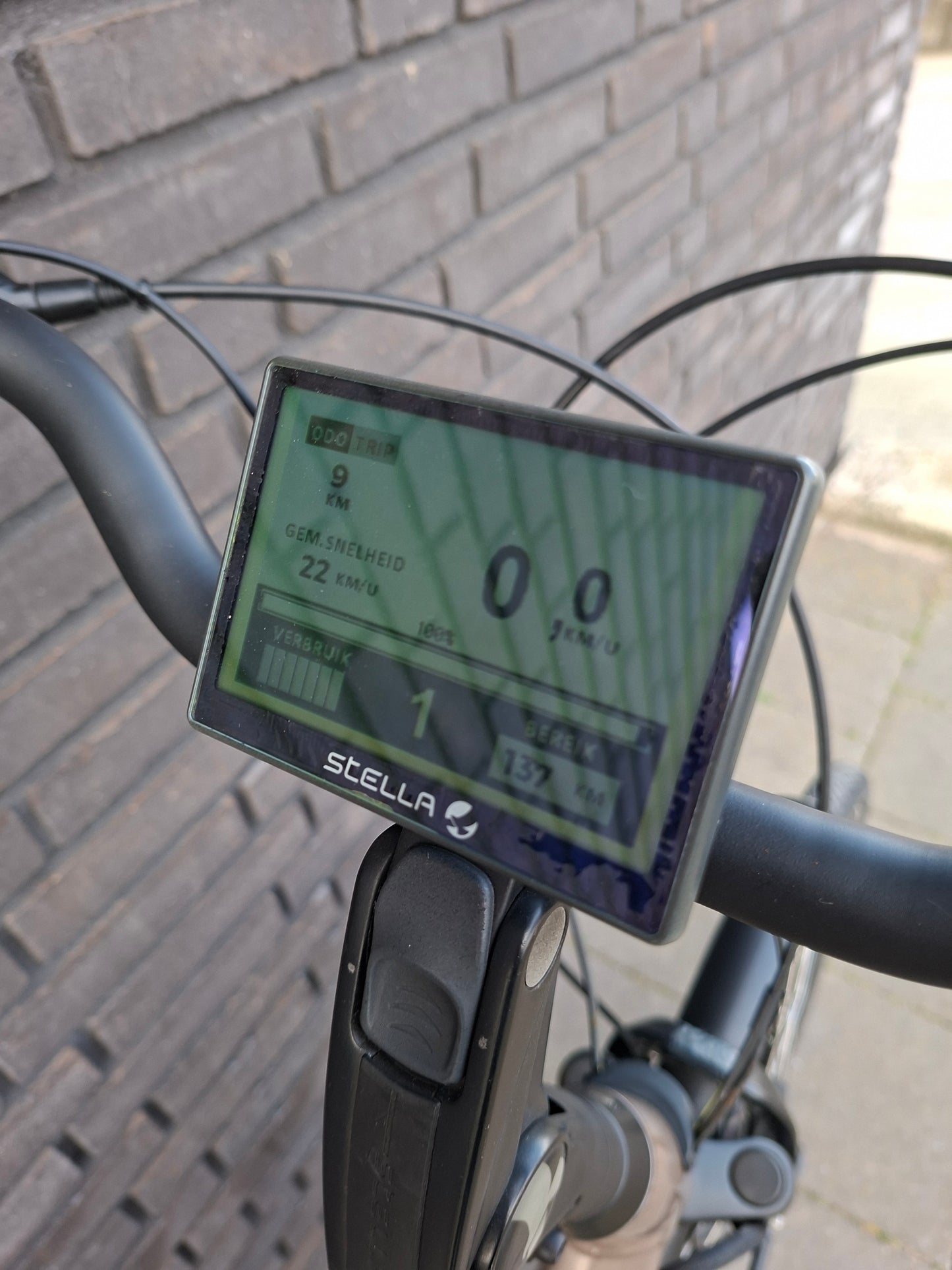 Stella Livorno Gold FDST (57)